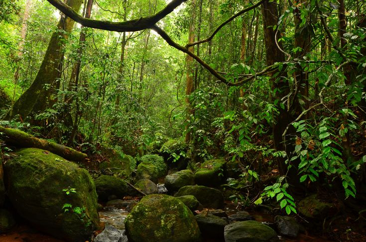 Lush Sinharaja Rainforest with dense tropical vegetation and endemic wildlife