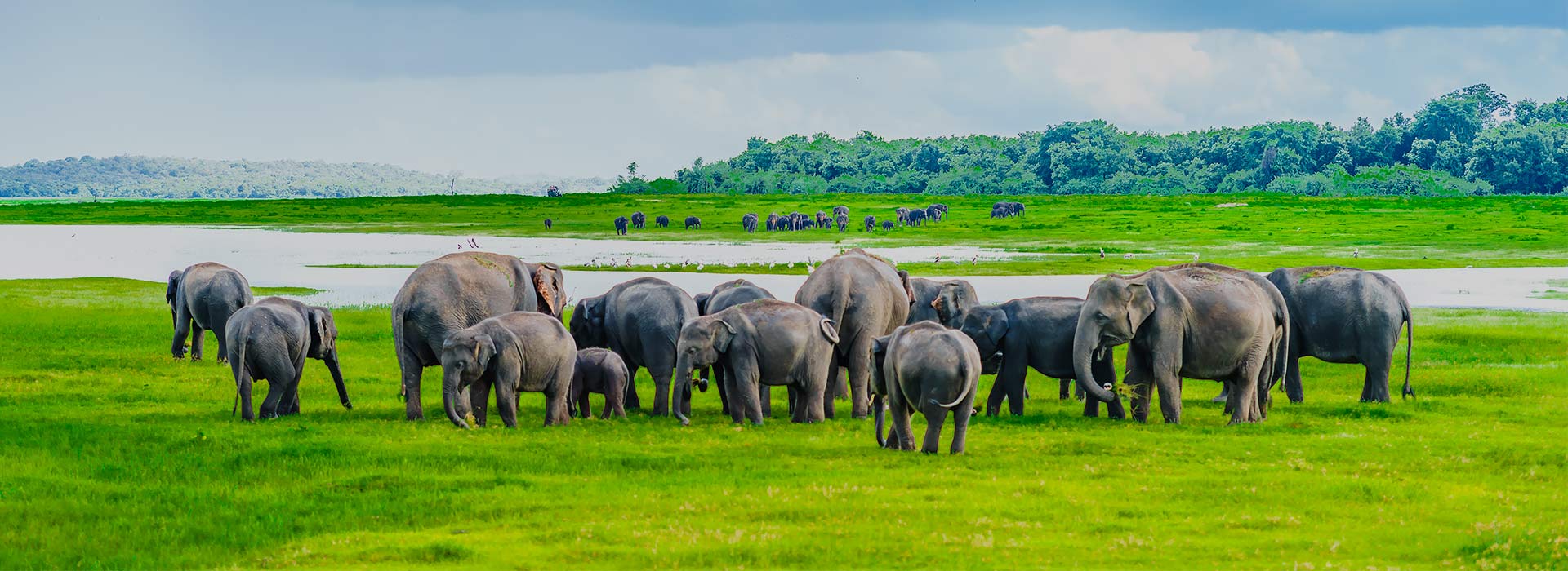 Wild elephants gathering at Minneriya National Park during Sri Lanka's annual elephant migration